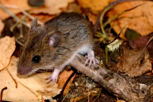 f140981-1-h_20190118110518