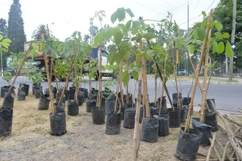 32660-se-actualiza-el-listado-de-arboles-para-plantar