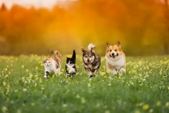 550x367_hoy-se-conmemora-mascotas-fallecidas-1159816-090348