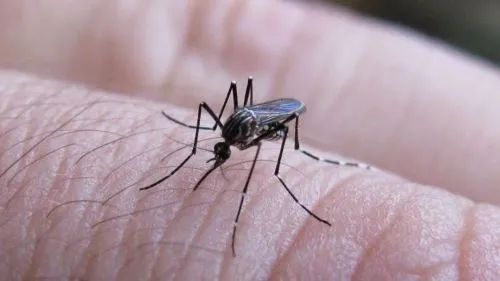 86518-autorizan-inasistencias-por-dengue-como-en-la-epoca-del-covid