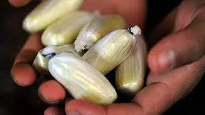 capsulas
