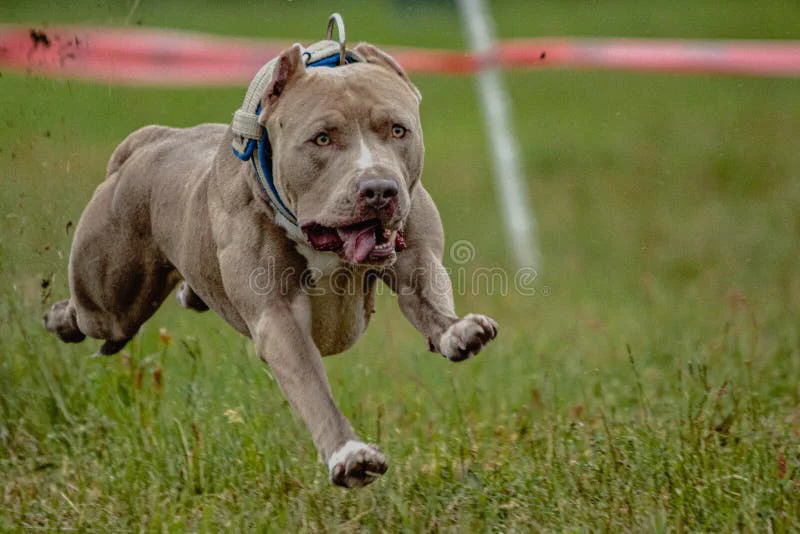 el-pit-bull-terrier-se-levantó-del-suelo-durante-la-competencia-de-carreras-perros-que-iba-directo-cámara-perro-corriendo-en-255948866