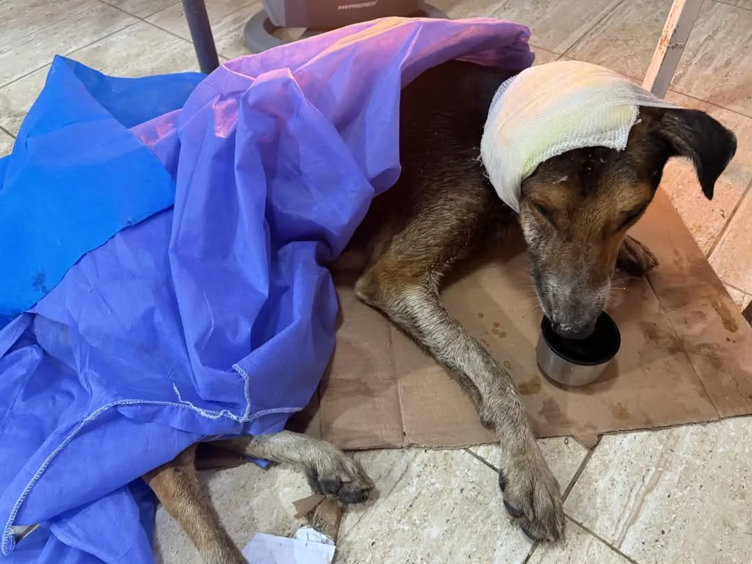 FB_IMG_1742354309370