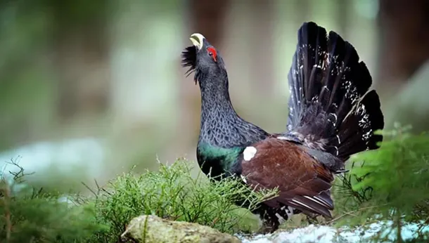 la-especie-perdio-gran-parte-su-poblacion-las-ultimas-decadas