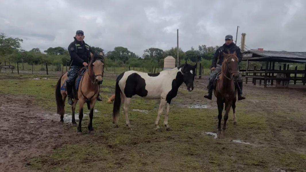 25494-la-policia-de-salta-desarrollo-un-operativo-de-incautacion-de-animales-sueltos-en-distintos-puntos-de-la-provincia