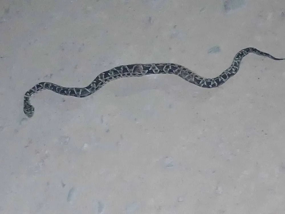 FB_IMG_1775586146121