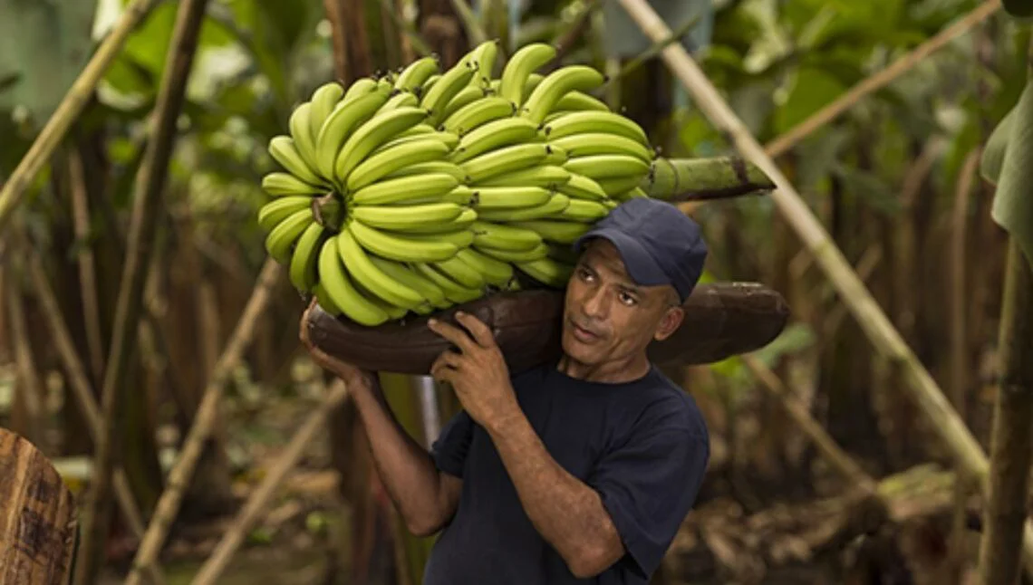 latino-frutas-1140x646