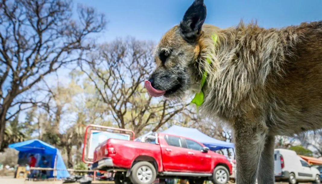 multimedia.normal.8d0163adacba8533.cGVycm8gcGVyZWdyaW5vX25vcm1hbC53ZWJw