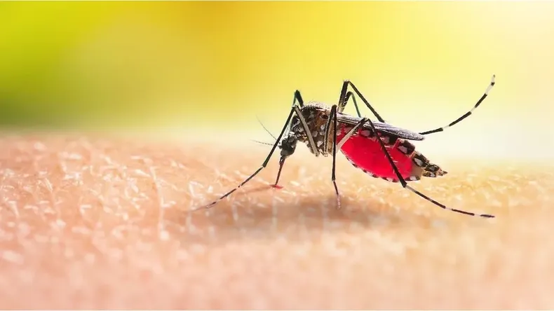 mosquito