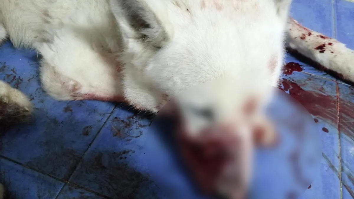 6806c6ad-7d8c-4730-849f-68da0c729e5a_16-9-discover-aspect-ratio_default_0