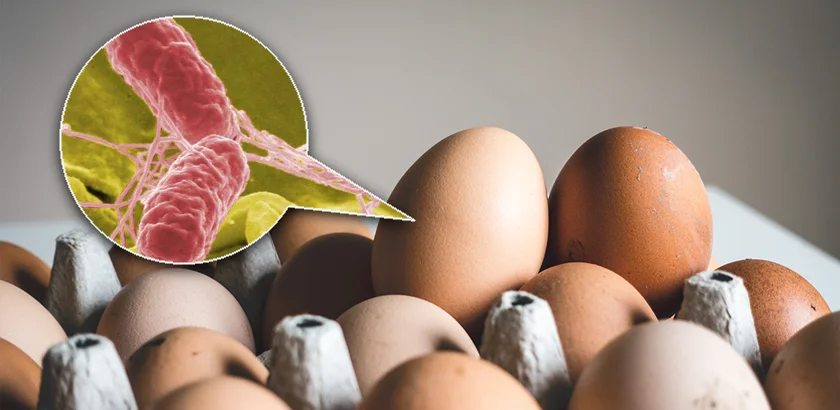 TEMAS_salmonella_interna_horiz_840x410