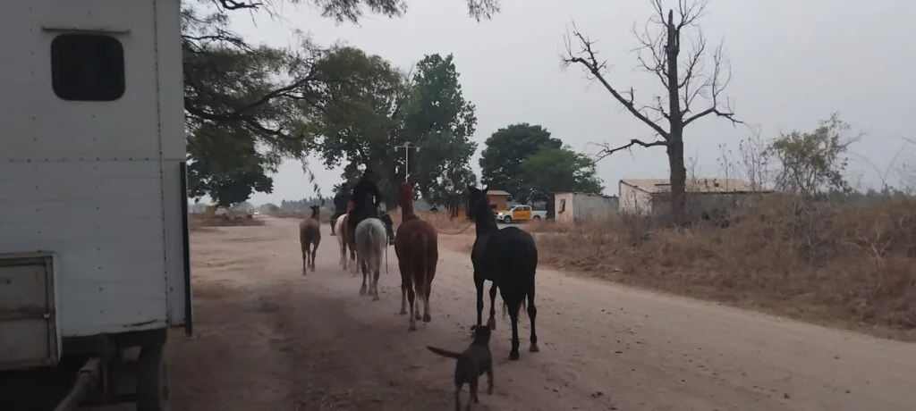CABALLOS-1024x460