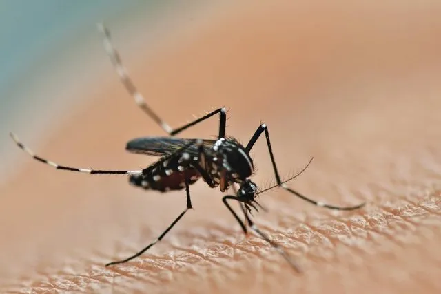 complicaciones-del-dengue_26052_l