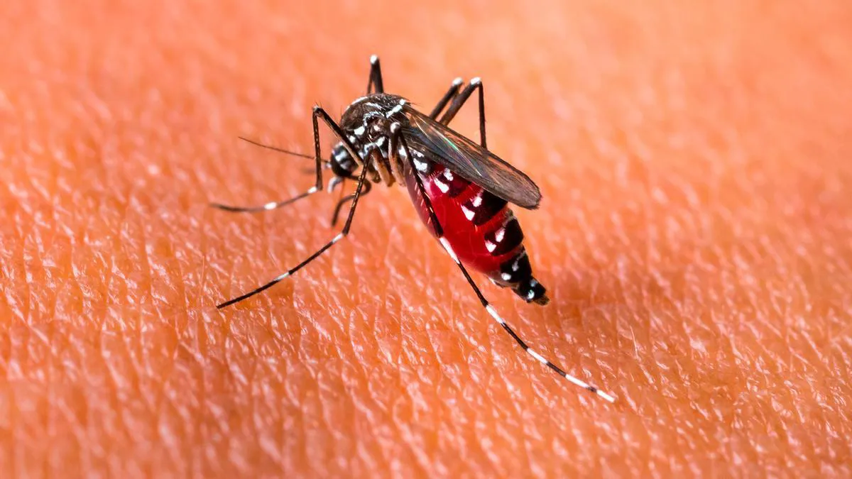 dengue-19-abril.ddd_
