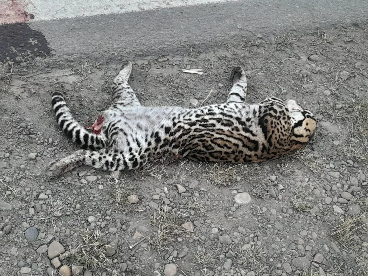 447776793_887931373376721_5812305852497170331_n